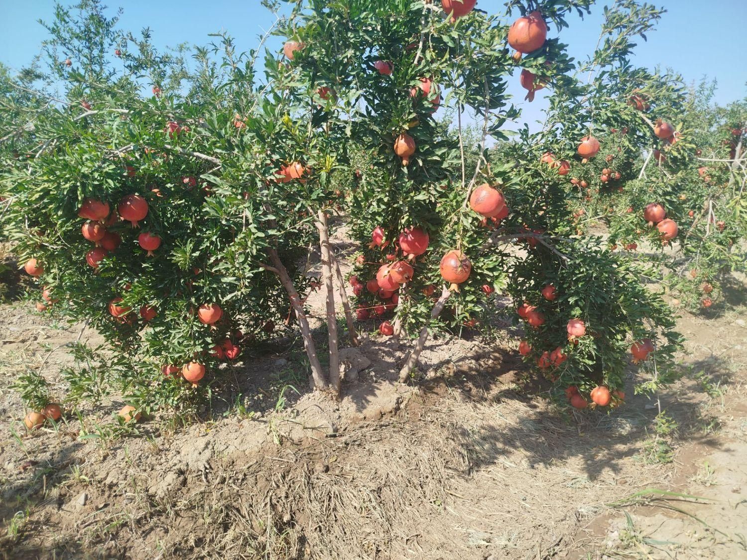 فروش  باغ۱۰۰۰ متری آبیاری قطره ای|فروش دفتر صنعتی، کشاورزی، تجاری|ساوه, |دیوار