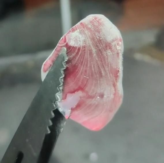 زغال100درصد لیمو جهرم سفره خانه و قهوه خانه|عمدهفروشی|تهران, امام حسین|دیوار