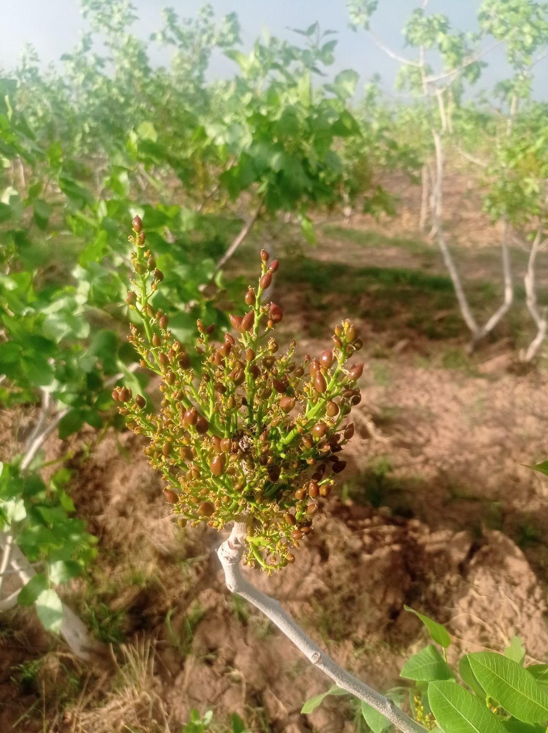 زمین پسته اراضی کریم آبادمحقق|فروش زمین و ملک کلنگی|رفسنجان, |دیوار