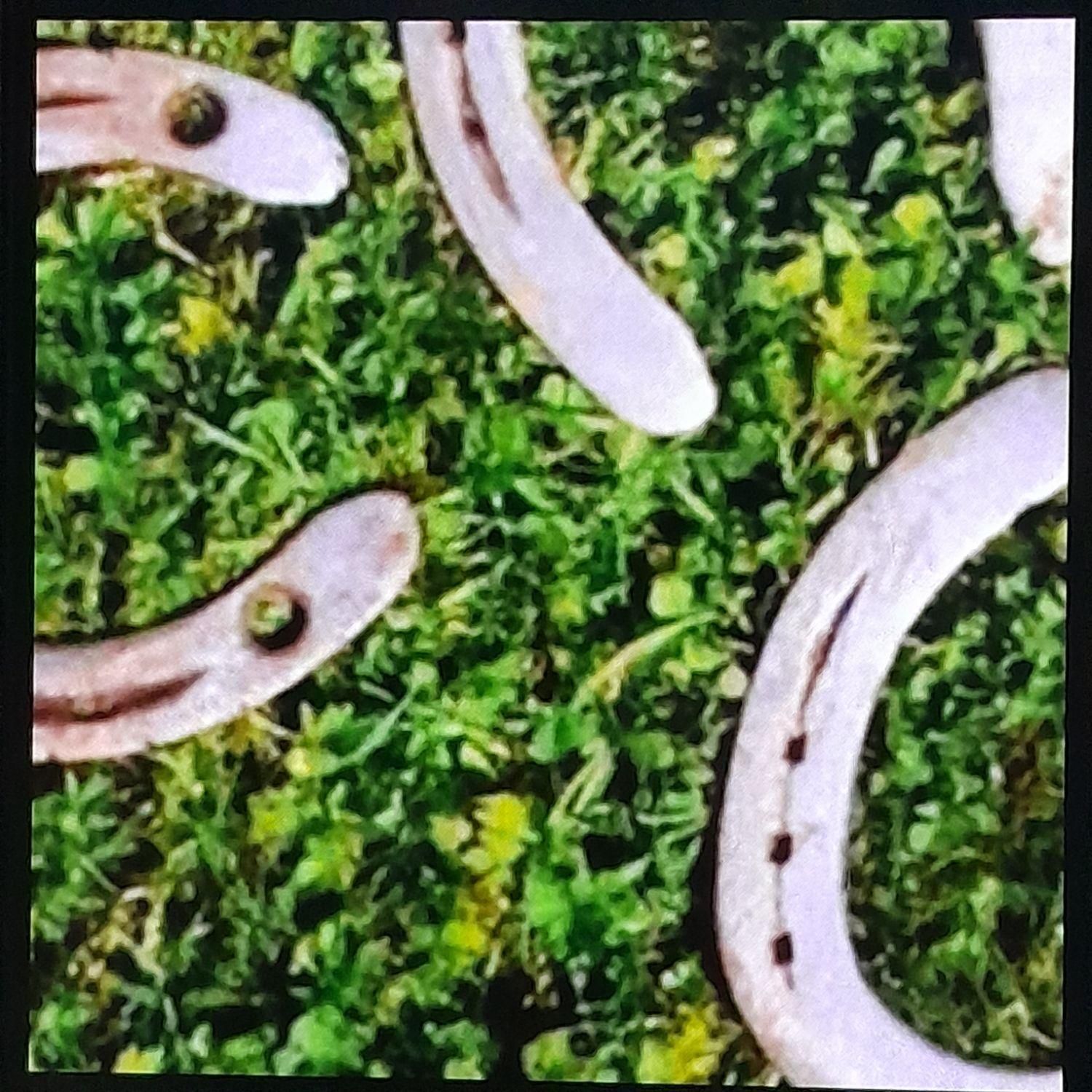 نعل اسب کارکرده|اسب و تجهیزات اسبسواری|تبریز, |دیوار