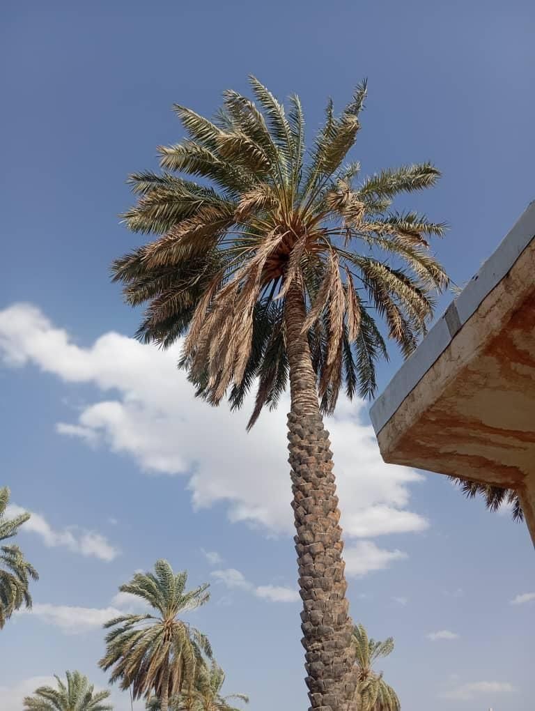 قطع وخریداری نخل و مرکبات|خدمات باغبانی و درختکاری|جهرم, |دیوار