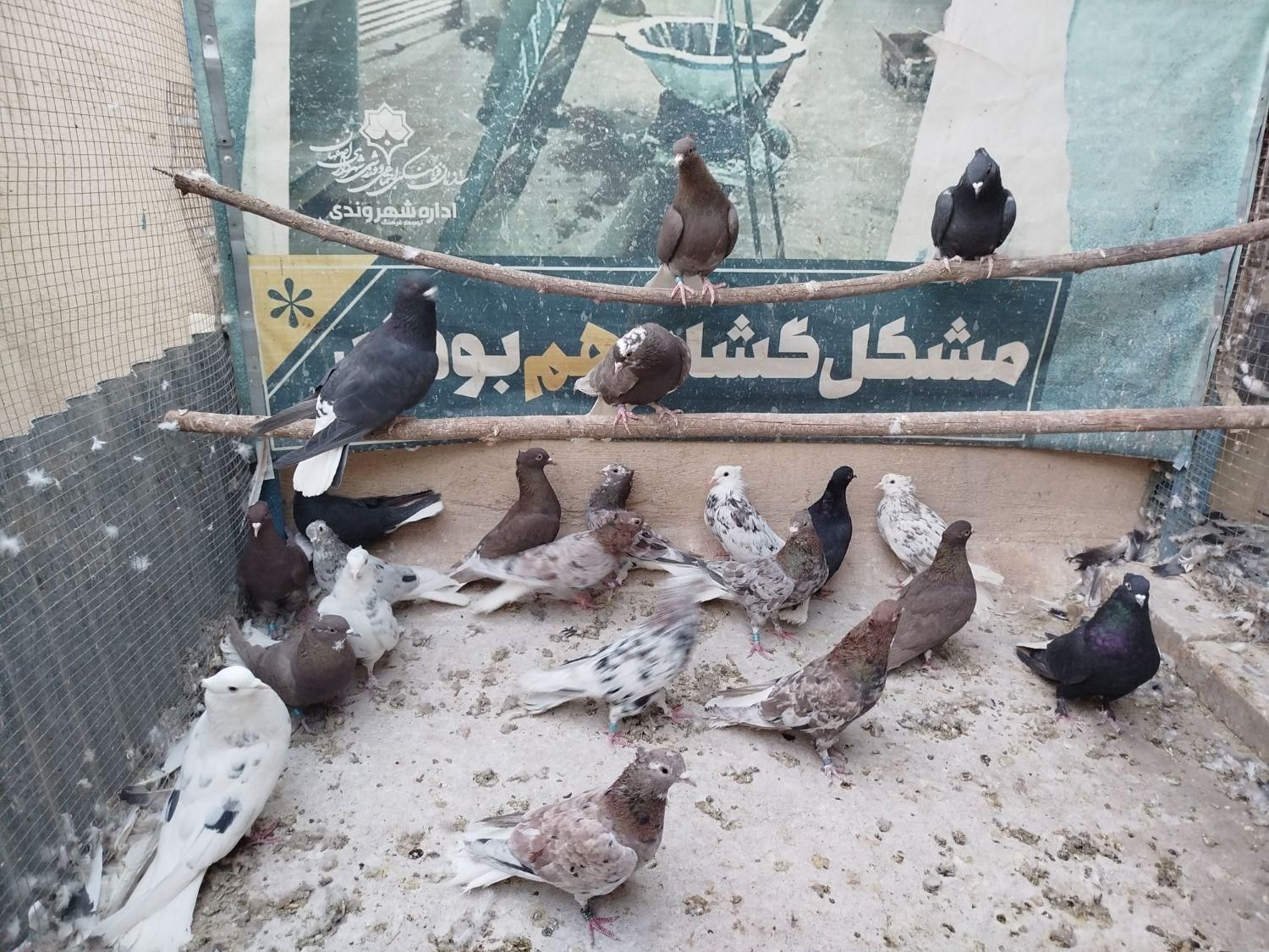 دم‌سفید سرور|پرنده|اصفهان, ارغوانیه|دیوار