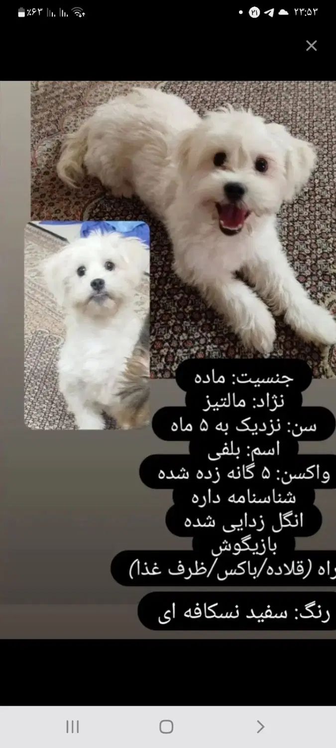 واگذاری سگ ماده مالتیز لطفن به توضیحات توجه فرماید|سگ|تهران, سعادت‌آباد|دیوار
