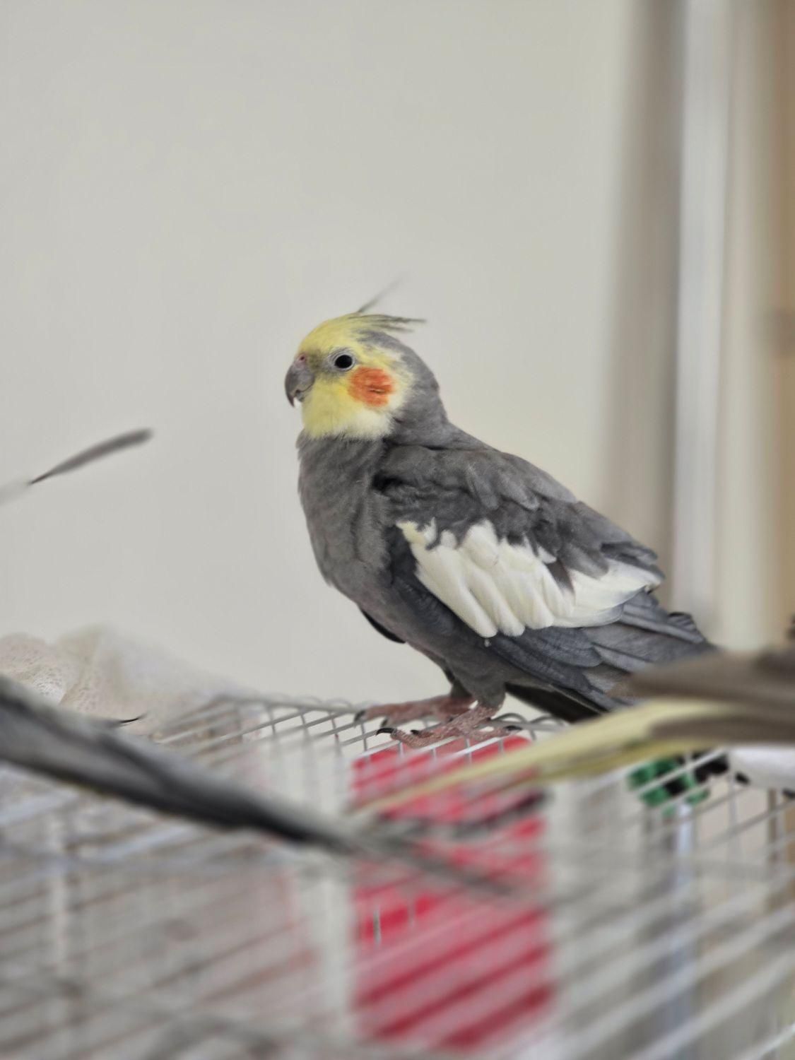 گمشده|حیوانات|ری, دیلمان|دیوار