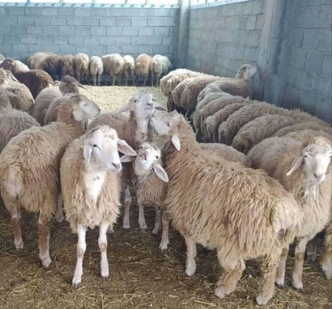 گوسفند زنده مغان و سنگ سر با سلامت|حیوانات مزرعه|تهران, پونک|دیوار