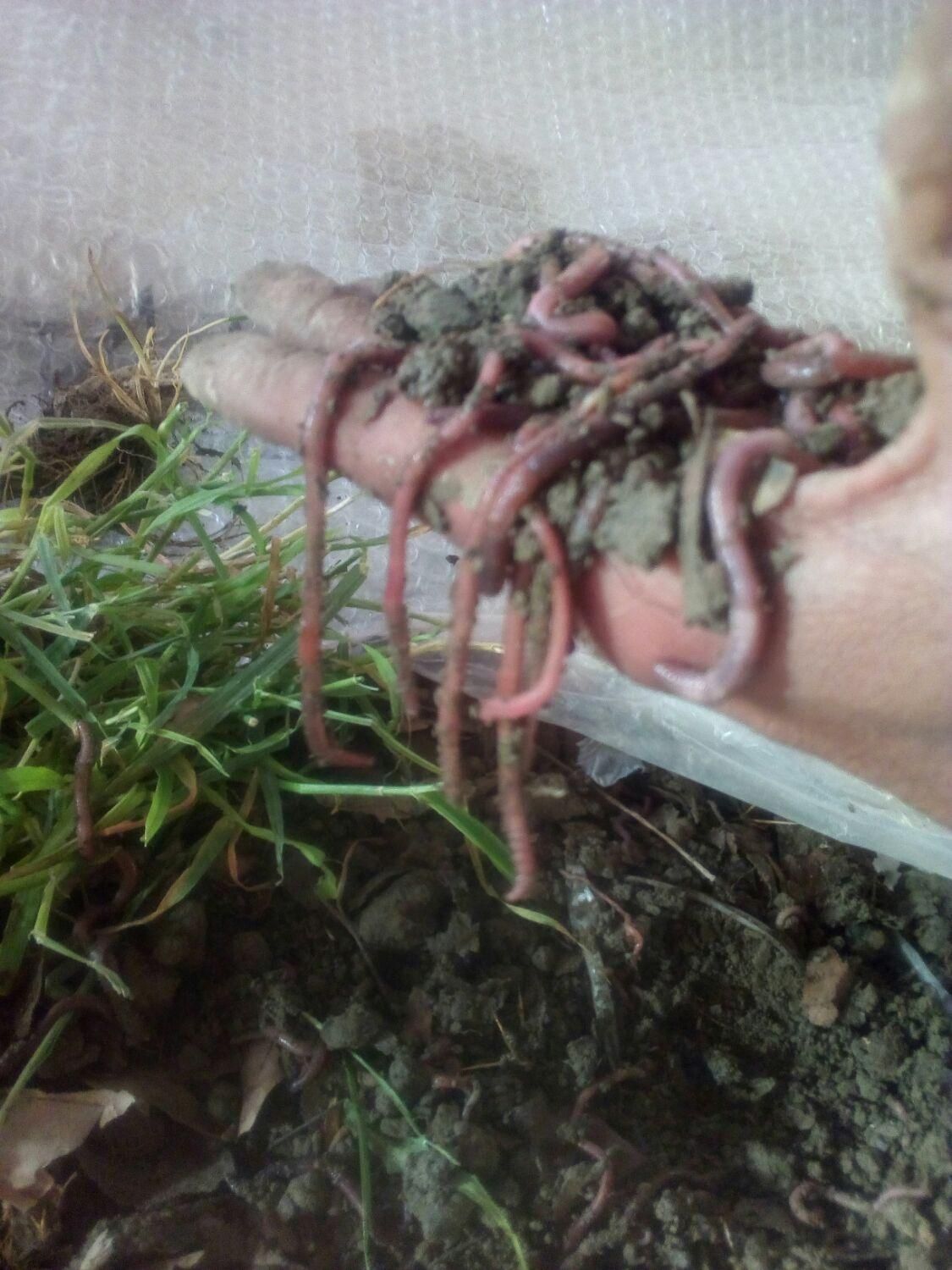 کرم خاکی طعمه ماهیگیری|ماهیگیری|فردیس, شهرک وحدت|دیوار