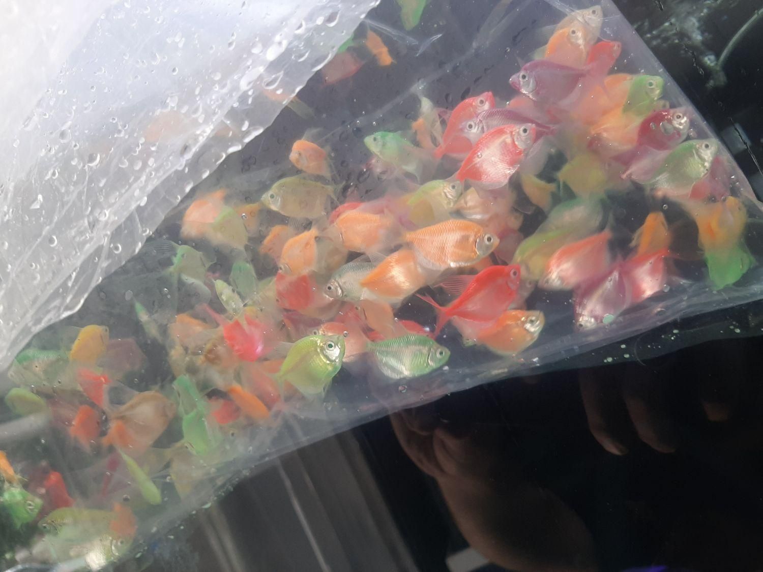 کالرویدو (گلوفیش)|ماهی|اصفهان, فجر|دیوار