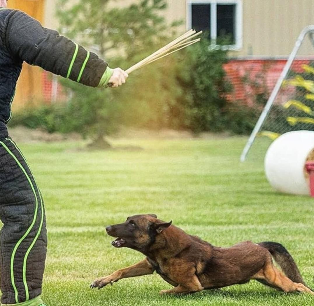 مربی سگ خانم و آقا ، تربیت و آموزش و پانسیون|خدمات آموزشی|قم, زنبیل آباد|دیوار