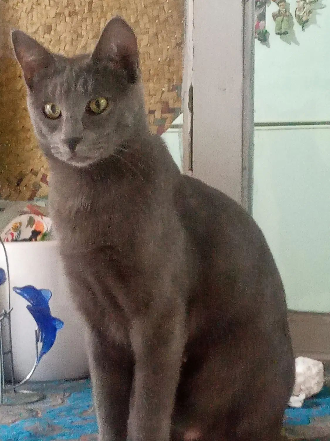 گربه گم شده ۲ساله مژدگانی داده میشود|حیوانات|بندر انزلی, صابرحنان|دیوار