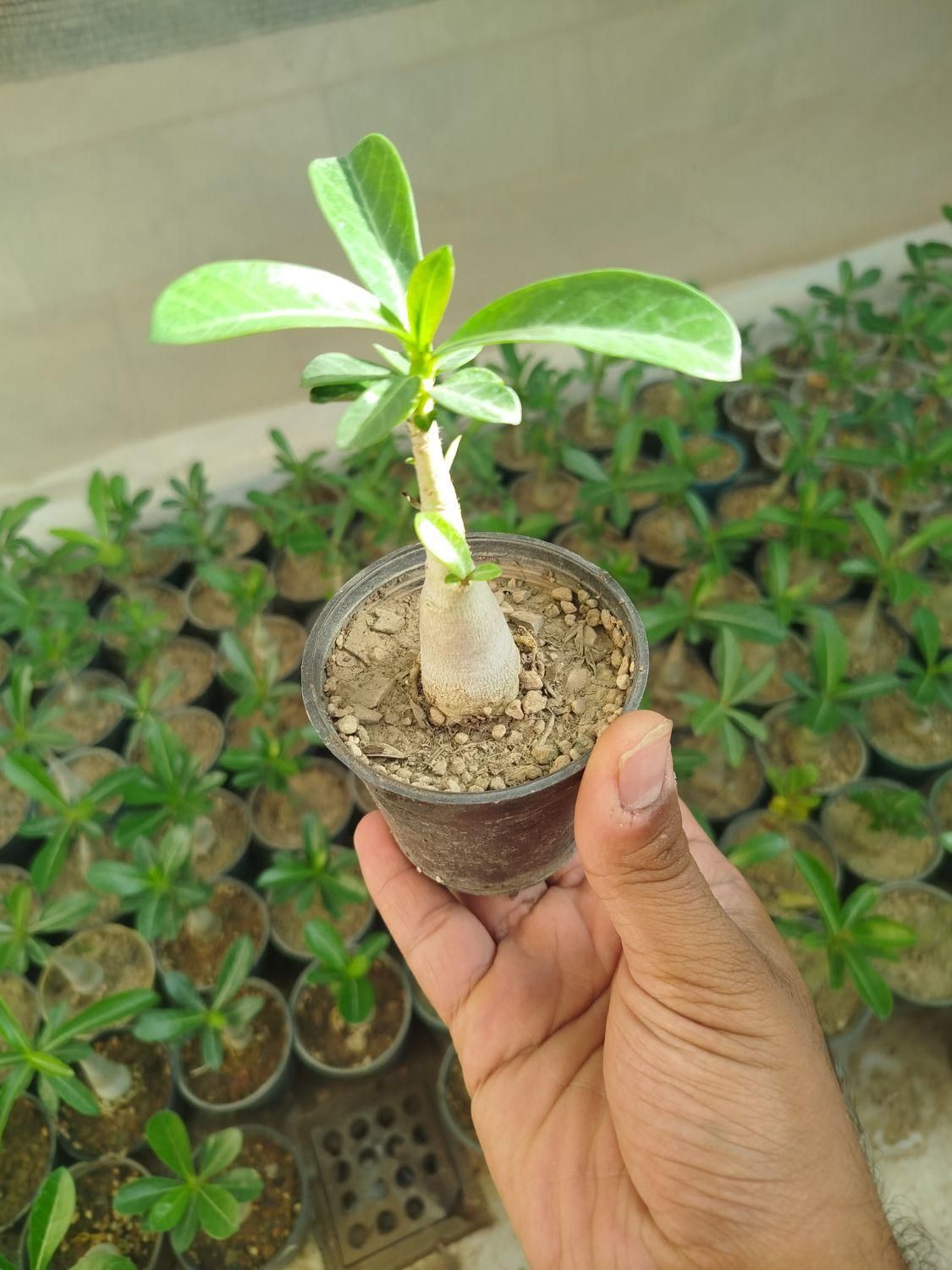 آدنیوم سایز ۶و ۸ قلمه پتوس ارتشی بونسای و کاکتوس|گل و گیاه طبیعی|یزد, |دیوار