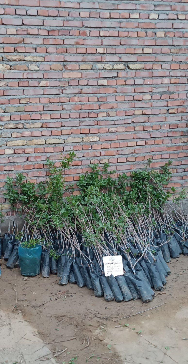 نهال وارداتی پسته|خدمات باغبانی و درختکاری|خوی, |دیوار