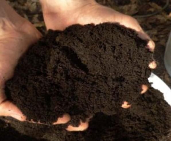 کودآلی ورمی‌کمپوست‌ جایگزین‌ کودهای حیوانی|خدمات باغبانی و درختکاری|تبریز, |دیوار