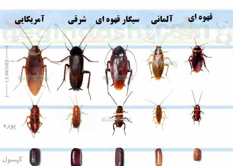 خدمات سم پاشی|خدمات نظافت|مشهد, الهیه|دیوار