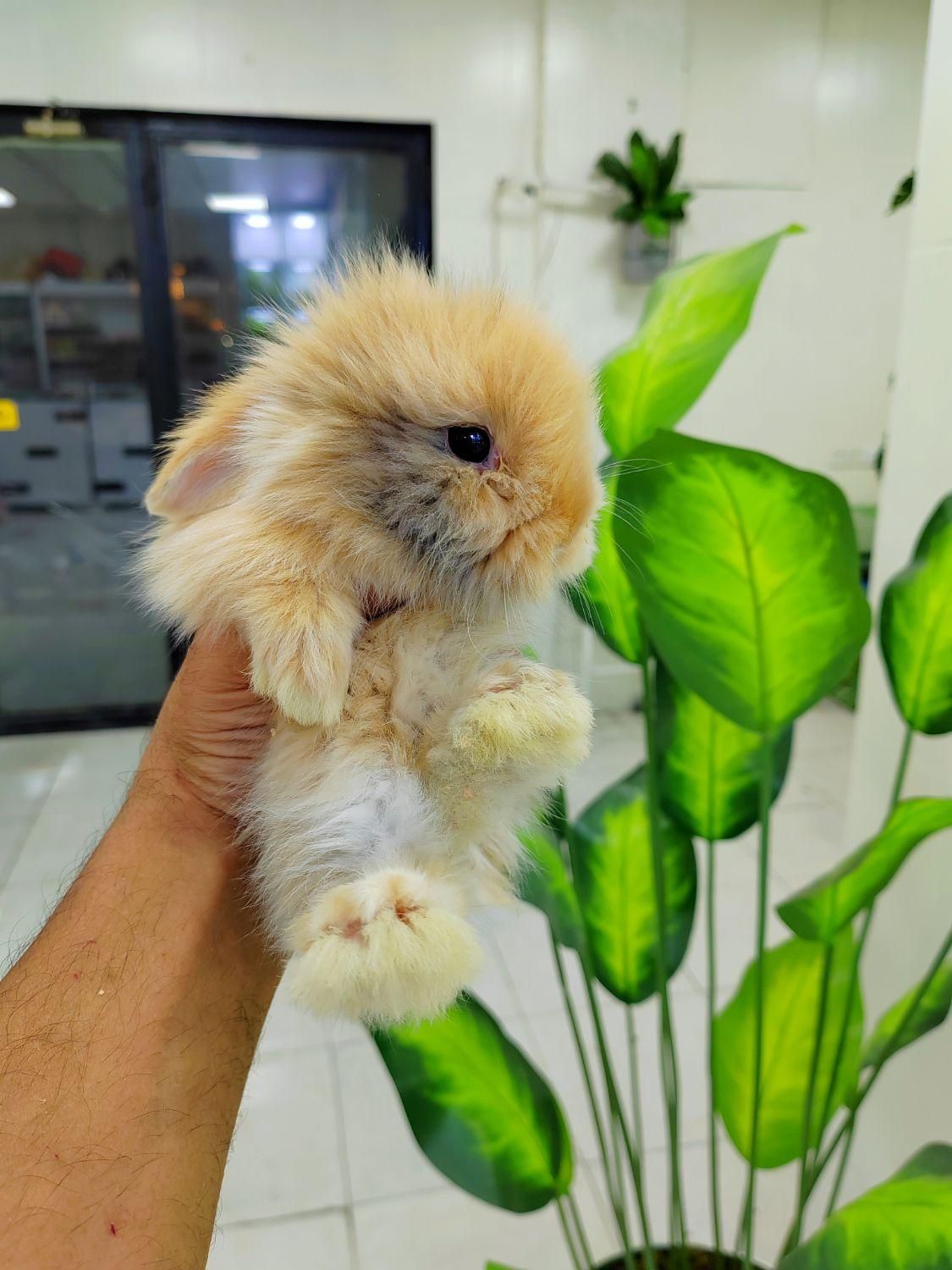 خرگوش لوپ|موش و خرگوش|تهران, بریانک|دیوار