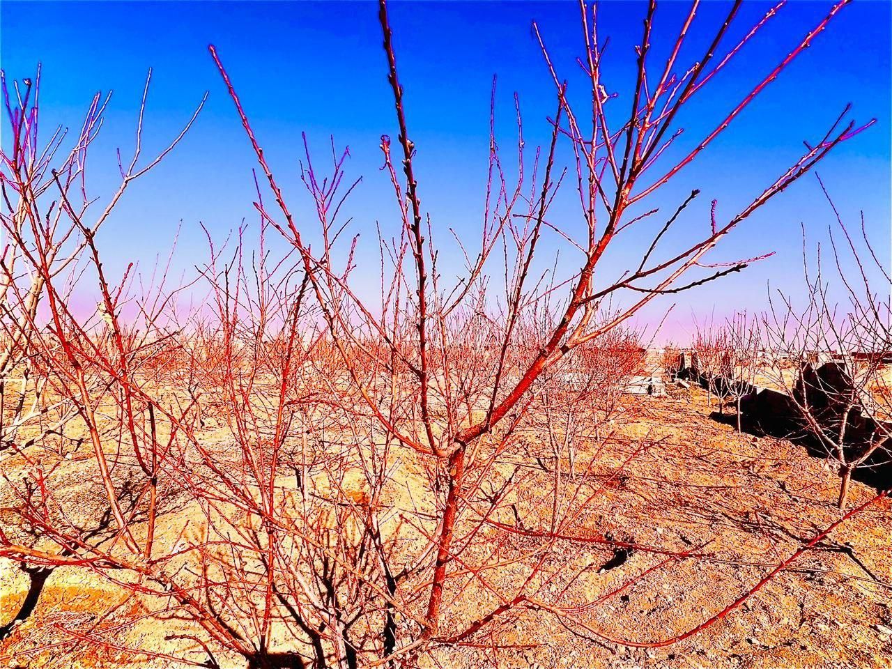 زمین مجموعه آب برق شاهنامه سرمایه گذاری اقساطی چکی|فروش زمین و ملک کلنگی|مشهد, توس فردوسی|دیوار