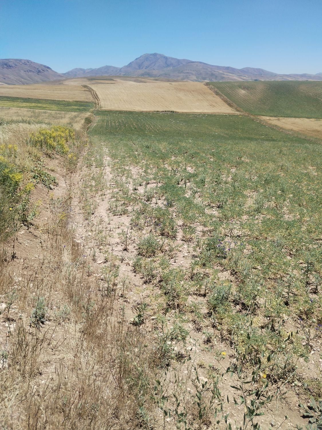 زمین کشاورزی دیم 16000هزارمترمرگورروستای سه گرکان|فروش دفتر صنعتی، کشاورزی، تجاری|ارومیه, |دیوار