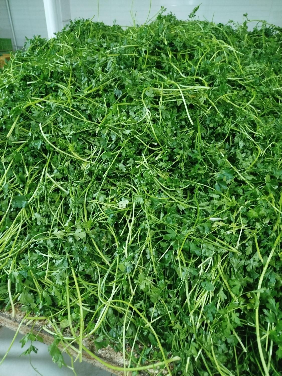 سبزی پاک شده وشسته شده|خوردنی و آشامیدنی|کرج, آق تپه|دیوار