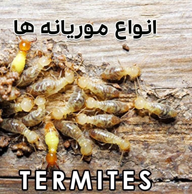 سمپاشی صدراریشه کنی موریانه|خدمات نظافت|زاهدان, |دیوار