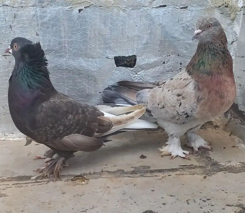 ترکیه نروماده سرورنر اویناق ماده دم سفیدغلط داره|پرنده|اردبیل, |دیوار
