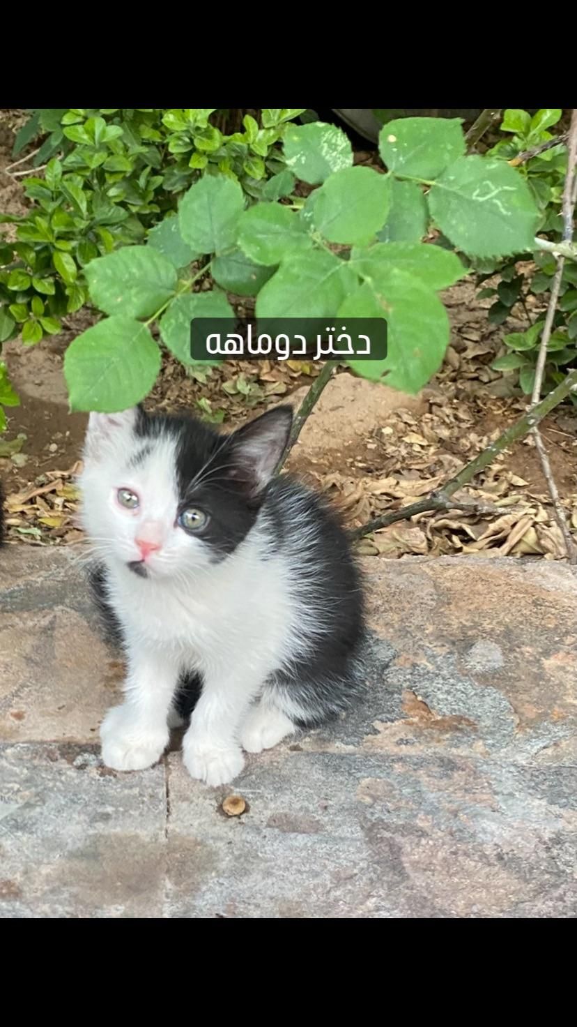 واگذاری بچه گربه|گربه|شیراز, باغ تخت|دیوار