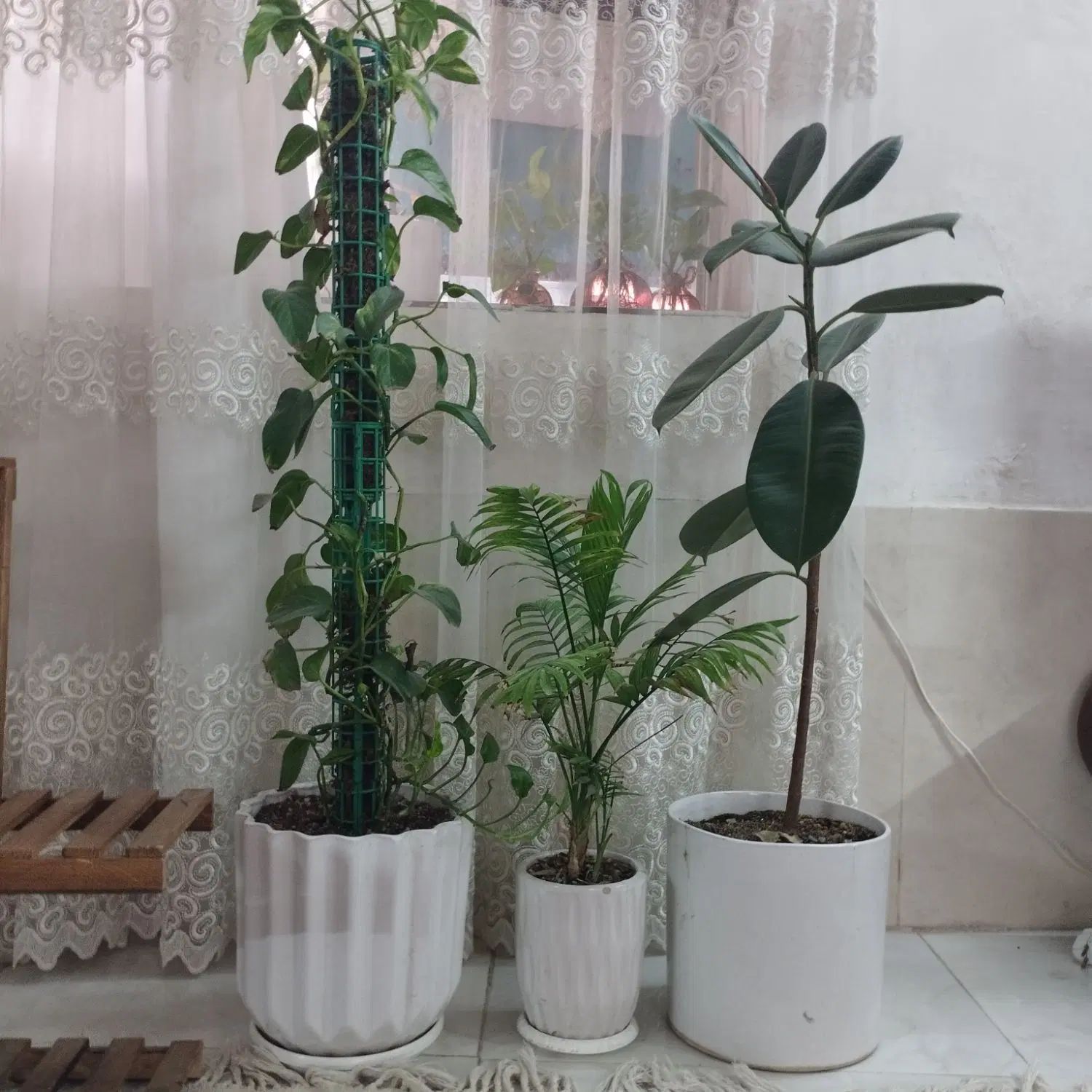 استند گل|گل و گیاه طبیعی|مشهد, فاطمیه|دیوار