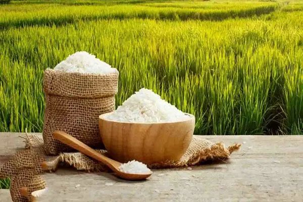 برنج دشت سبز|خوردنی و آشامیدنی|مشهد, زیبا شهر|دیوار