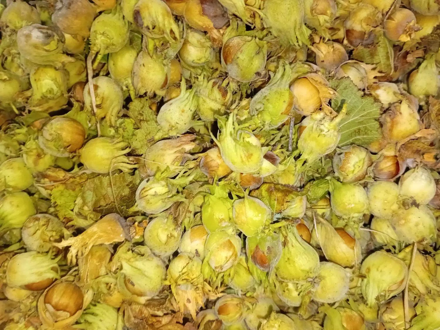 فندوق|خوردنی و آشامیدنی|کرج, حصارک بالا|دیوار