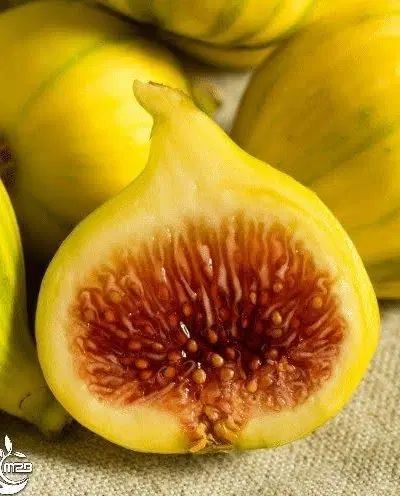 معتبرترین مرکز پیش فروش نهال لیبل دار انجیر عسلی|خدمات باغبانی و درختکاری|ابریشم, |دیوار