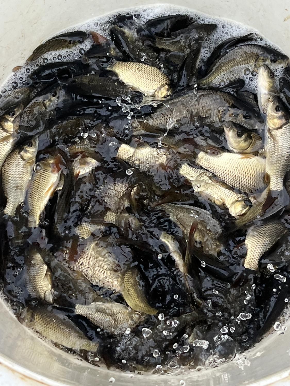 بچه ماهی کپور امور کوی قزل|ماهی|تهران, استاد معین|دیوار