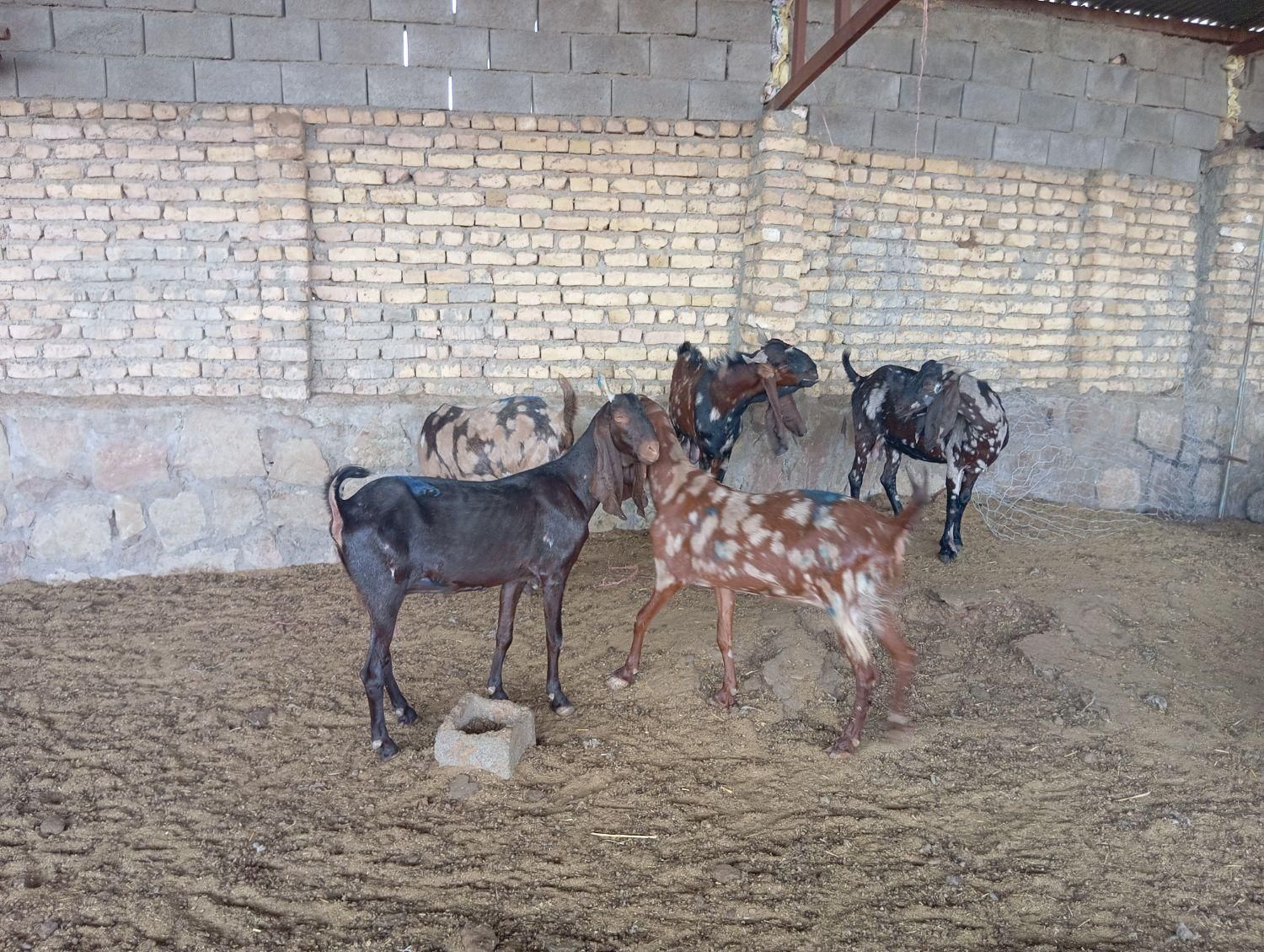 بز پاکستانی|حیوانات مزرعه|چناران, |دیوار