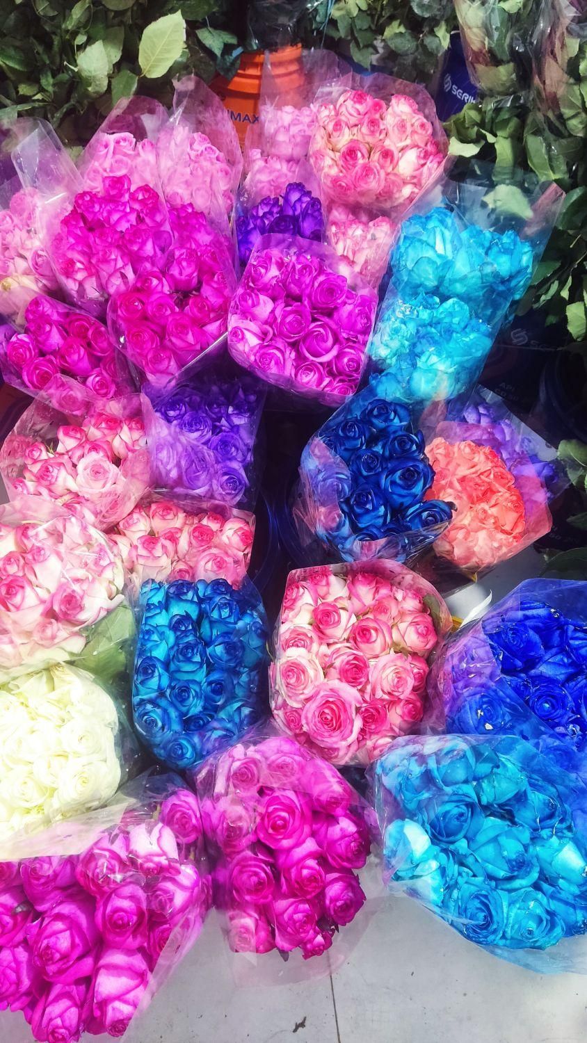 گل رز هلندی قیمت عمده|گل و گیاه طبیعی|شیراز, تاچارا|دیوار