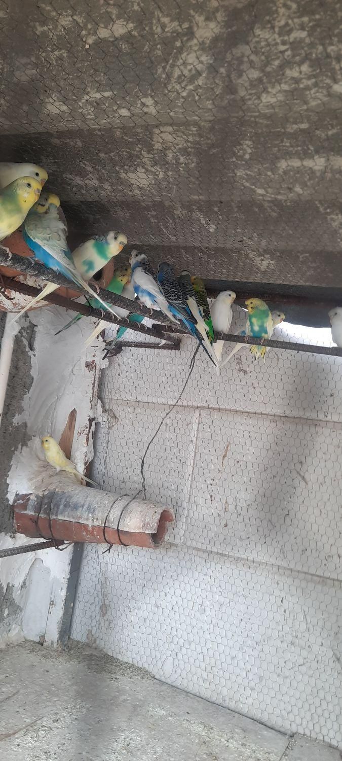 بالغ جفتی ۴۵۰۰۰۰ ...جوجه یکماه جفتی ۲۰۰۰۰۰|پرنده|گرگان, |دیوار