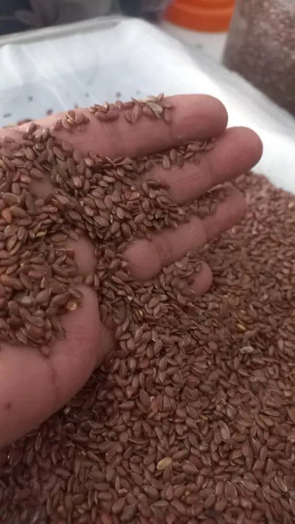 خریدوفروش انواع بذر یونجه باقله نخود فرنگی پیاز|خدمات باغبانی و درختکاری|داراب, |دیوار