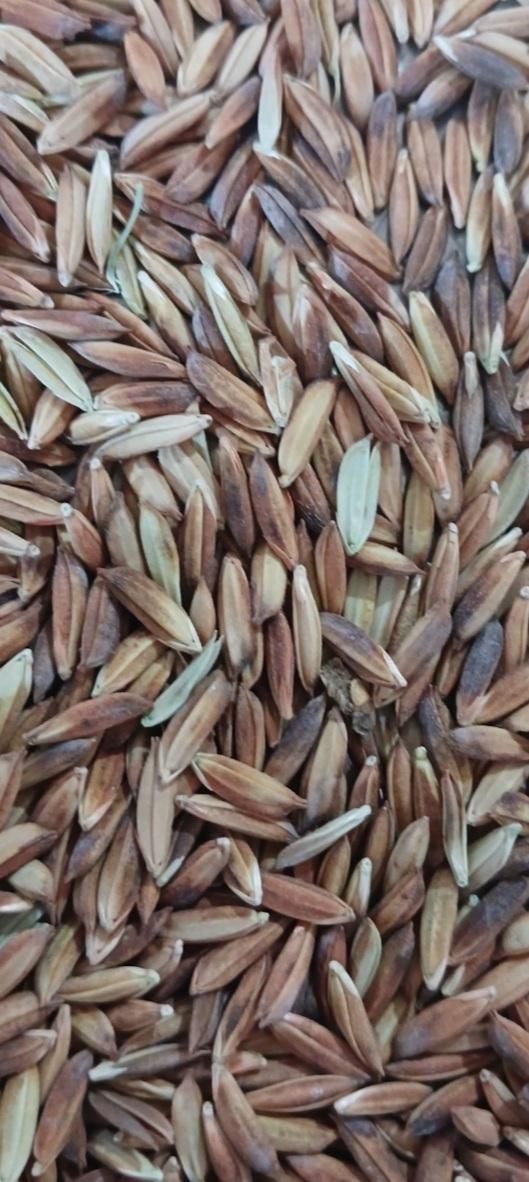 فروش شلتوک  درجه یک|خوردنی و آشامیدنی|اهواز, دغاغله|دیوار