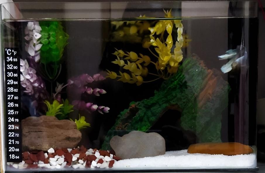 آکواریوم|ماهی|میانه, |دیوار