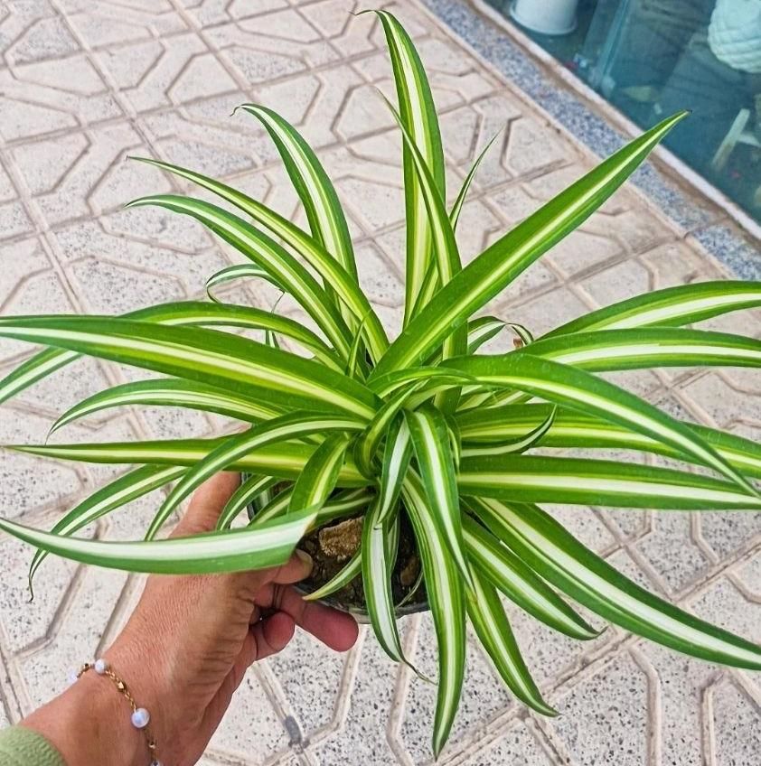 گل گندمی مناسب برای هدیه|گل و گیاه طبیعی|بیرجند, |دیوار