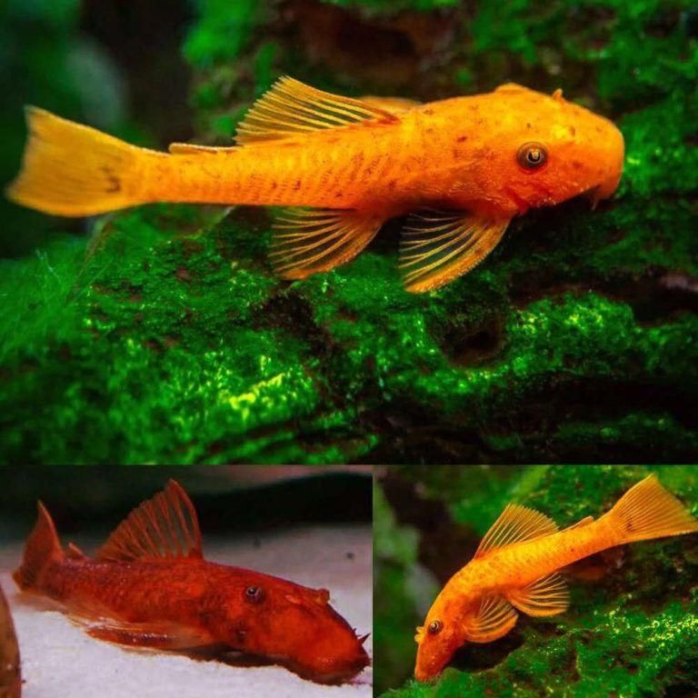 ماهی آکواریوم|ماهی|تبریز, |دیوار