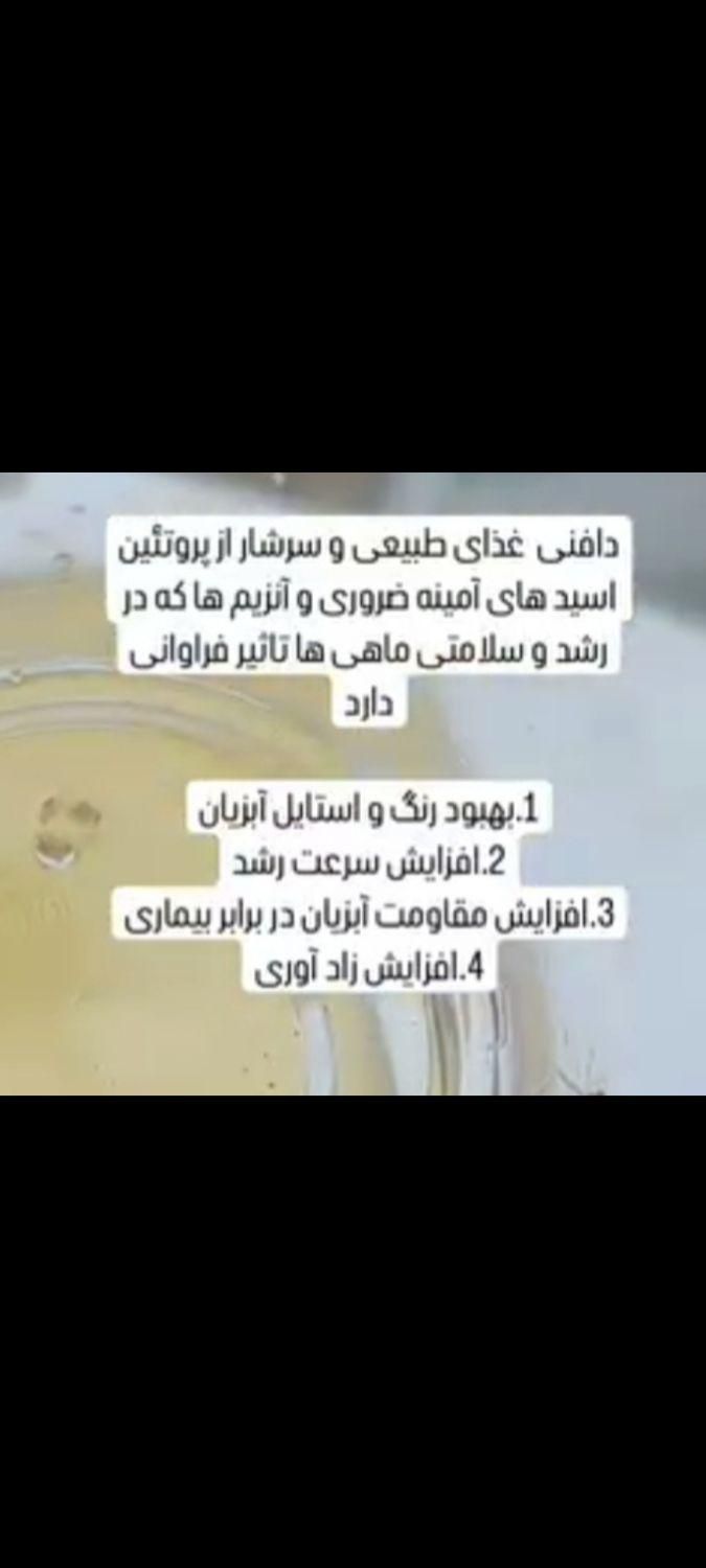 دافنی و برگ کاتاپا|ماهی|شیراز, میانرود|دیوار