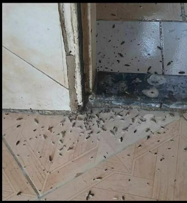 سمپاشی منزل با 30سال سابقه|خدمات نظافت|ورامین, ورامین|دیوار