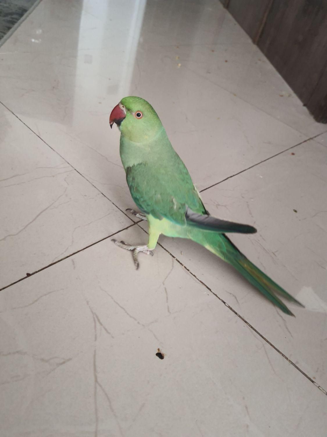 طوطی ملنگو|پرنده|کرمان, |دیوار