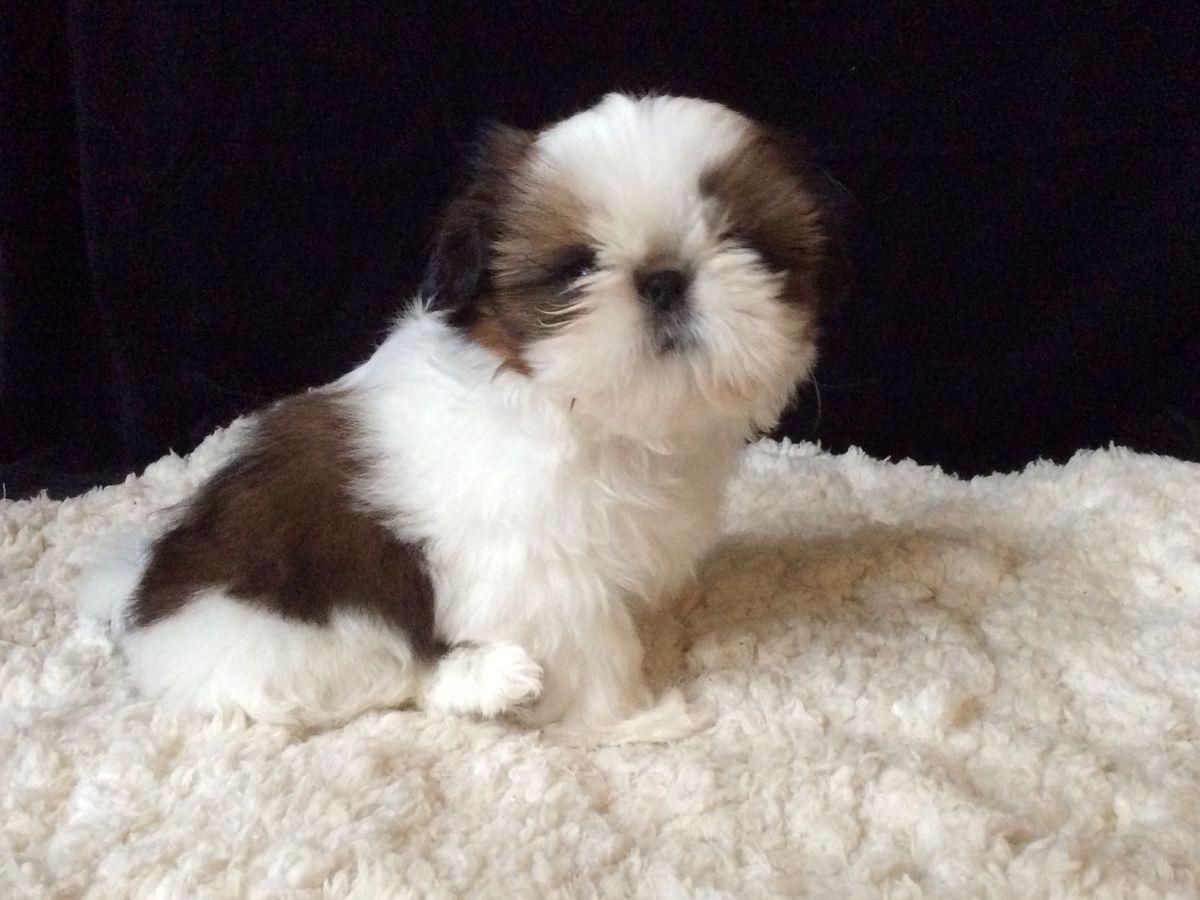 توله سگ شیتزو سوپر فلت دست و پا کوتاه اوکراینی|سگ|تهران, وردآورد|دیوار