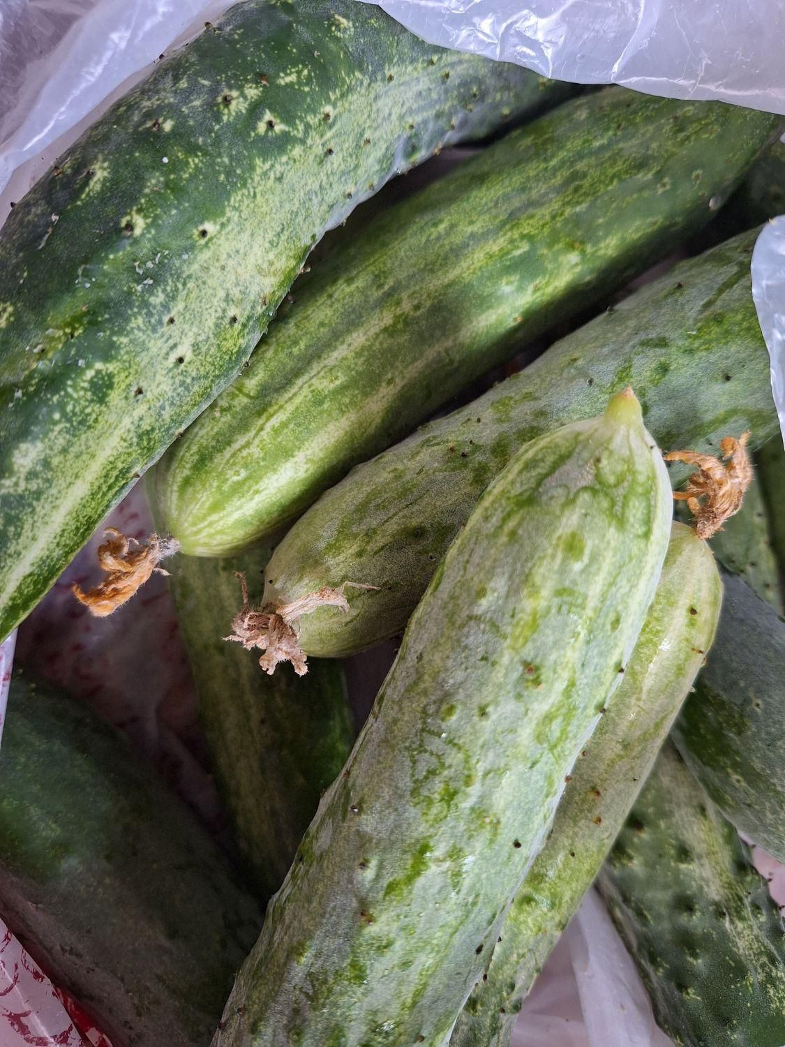 خیار محلی تازه چین|خوردنی و آشامیدنی|رحیم‌آباد, |دیوار