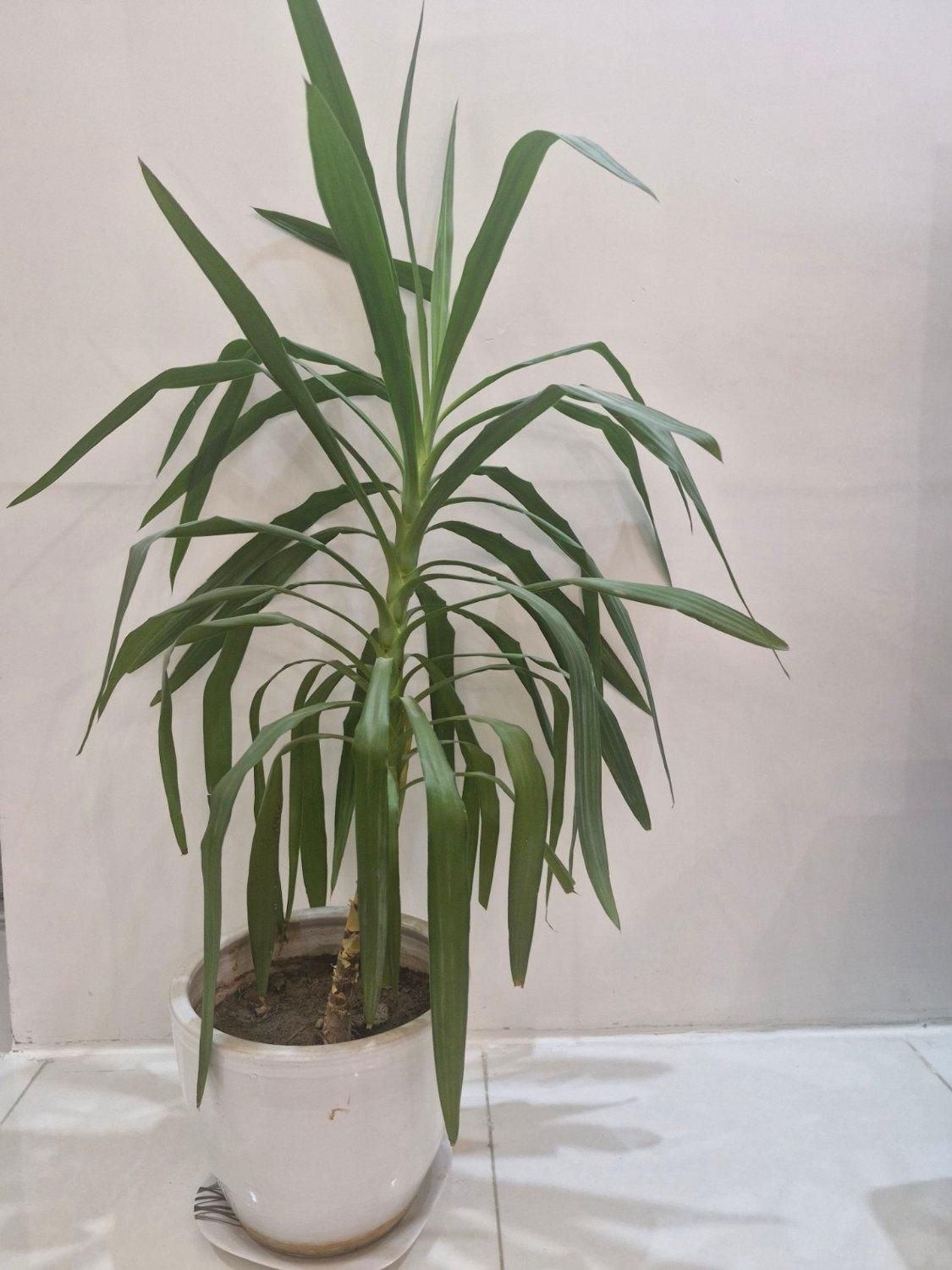 گل یوکا اپارتمانی|گل و گیاه طبیعی|شهرکرد, |دیوار