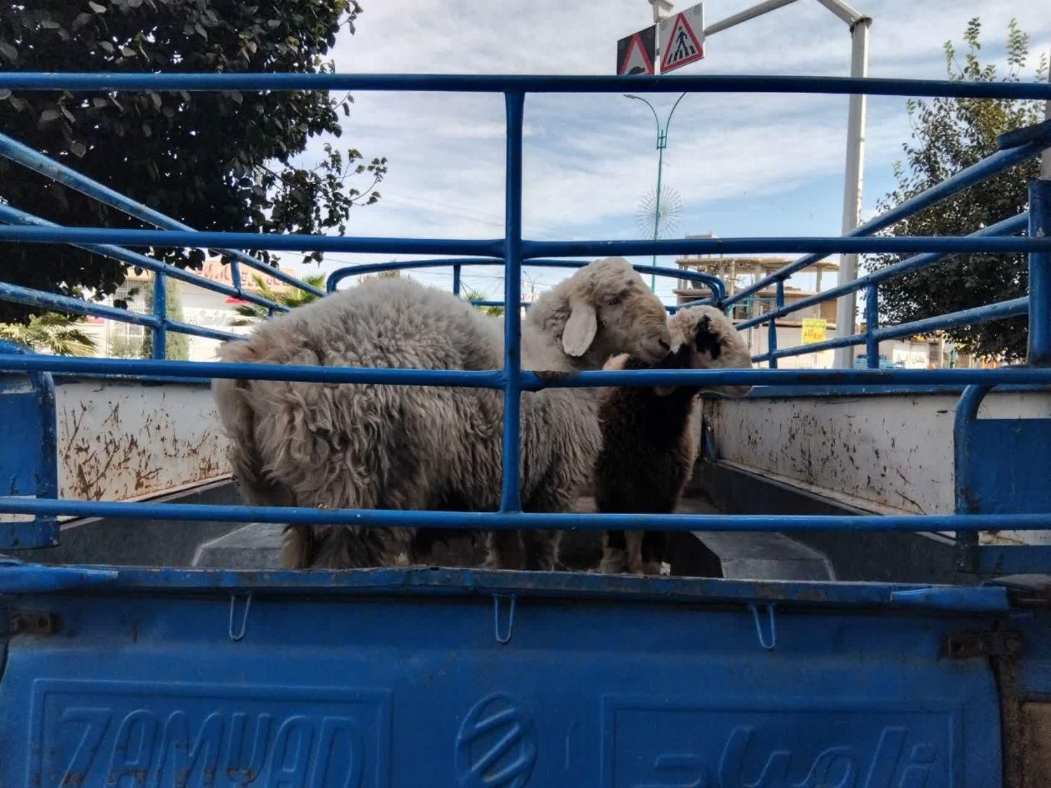 بره وگوسفندزنده بومی با قصاب رایگان|حیوانات مزرعه|یزد, |دیوار