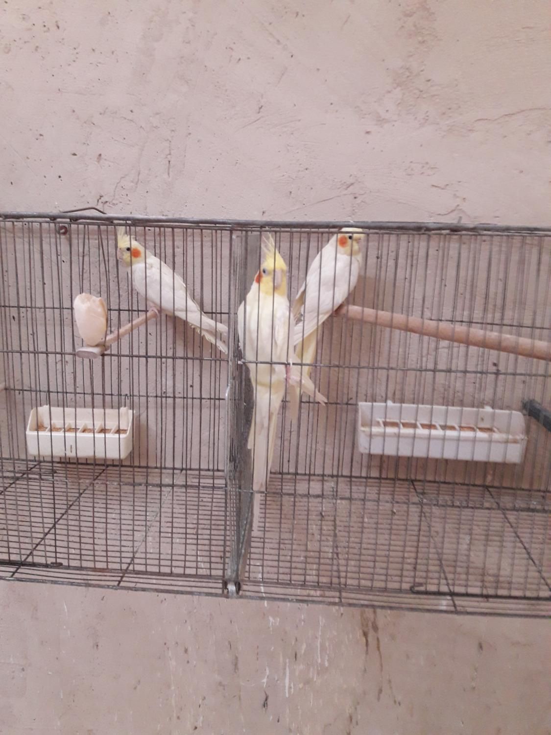 فروش تعدادی عروس هلندی درگوگان|پرنده|آذرشهر, |دیوار