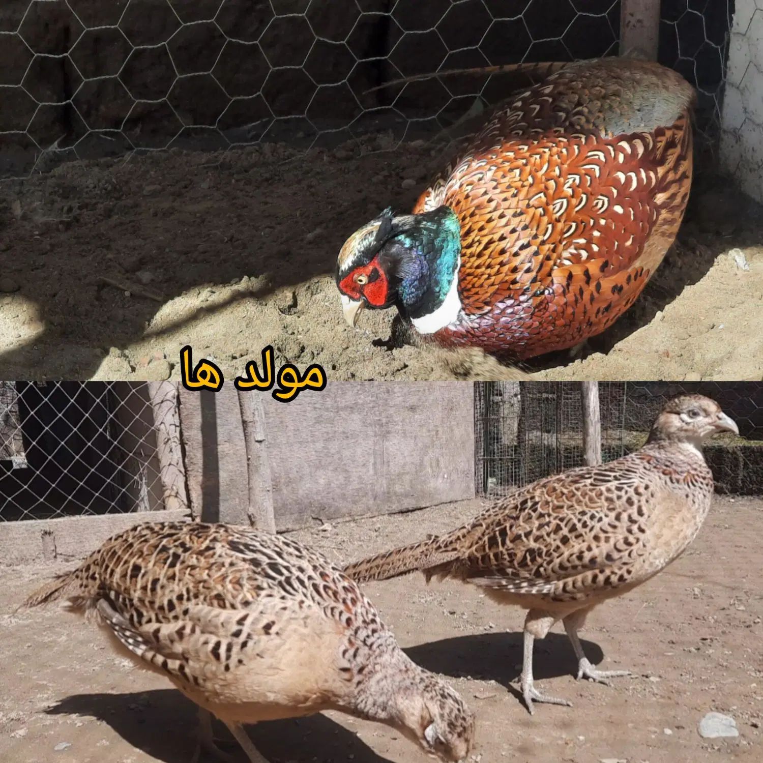 مرغ و خروس آمریکایی زینتی نیمچه نر و ماده|حیوانات مزرعه|رشت, یخسازی|دیوار