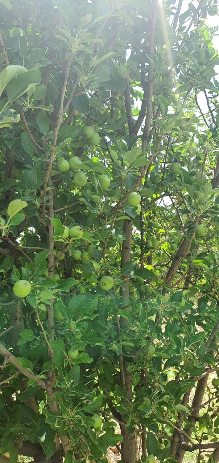 فروش باغ صنعت نفت دالین|فروش زمین و ملک کلنگی|همایجان, |دیوار