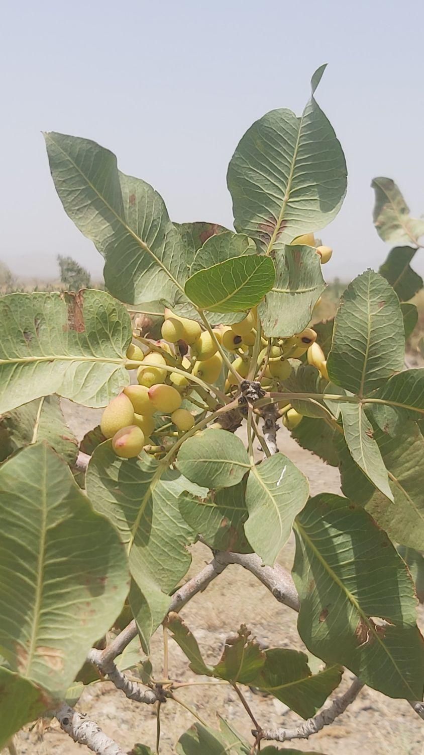 باغ پسته 34هزار متر کاشان|فروش دفتر صنعتی، کشاورزی، تجاری|کاشان, مشکات|دیوار