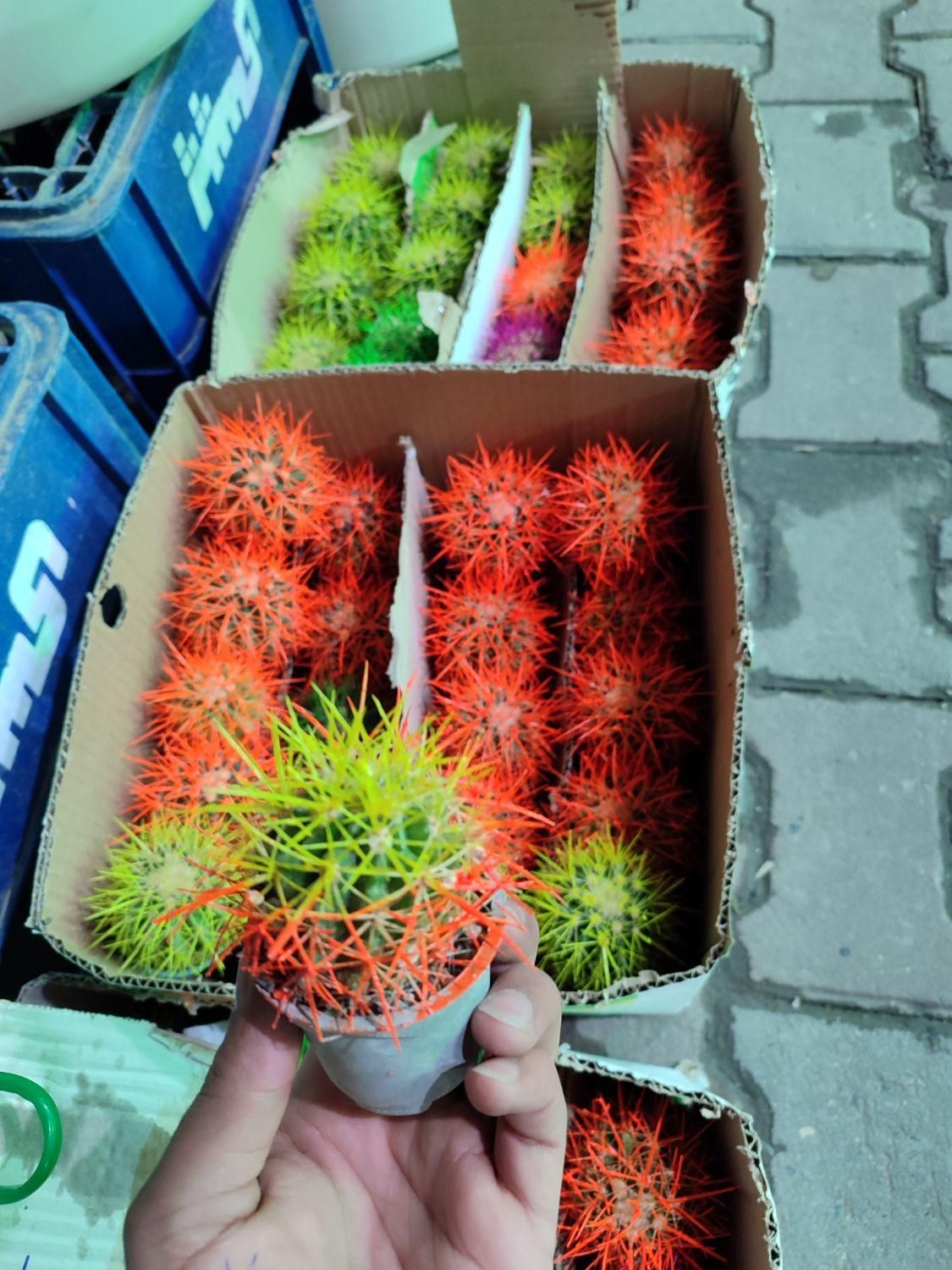 مرکز پخش کاکتوس اچینو رنگی|گل و گیاه طبیعی|گرگان, |دیوار