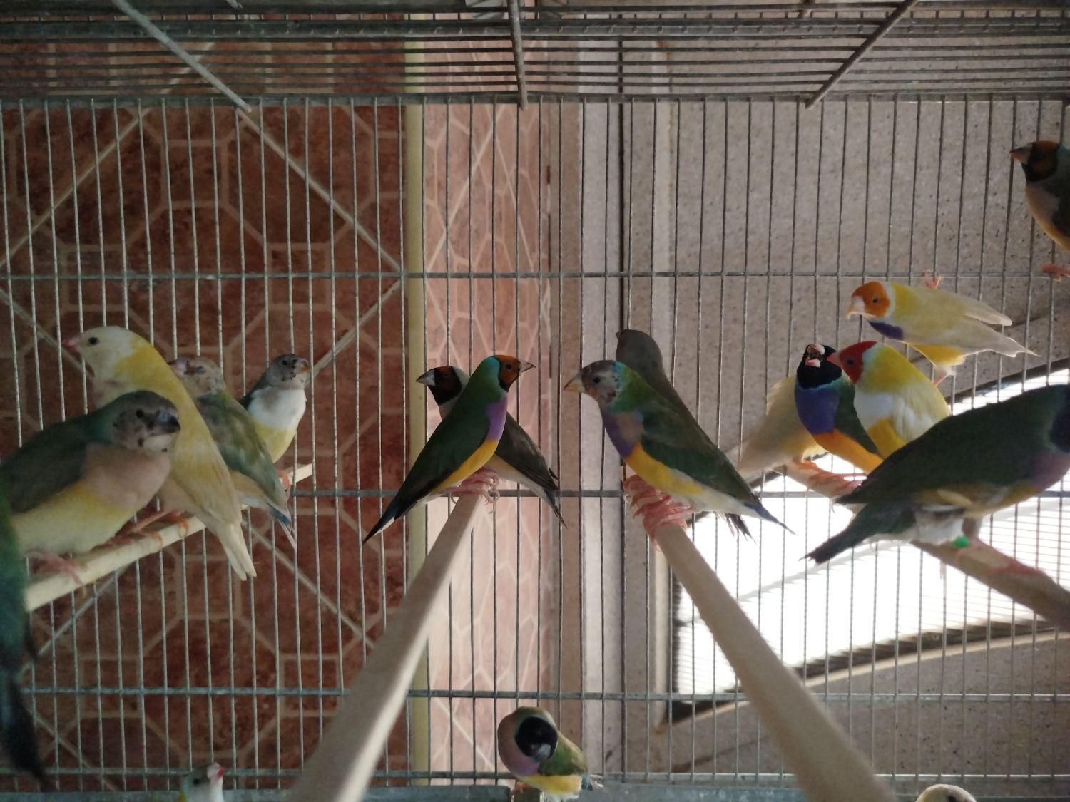 جوجه فنج گلدین|پرنده|اصفهان, ارغوانیه|دیوار